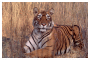 Click to enlarge